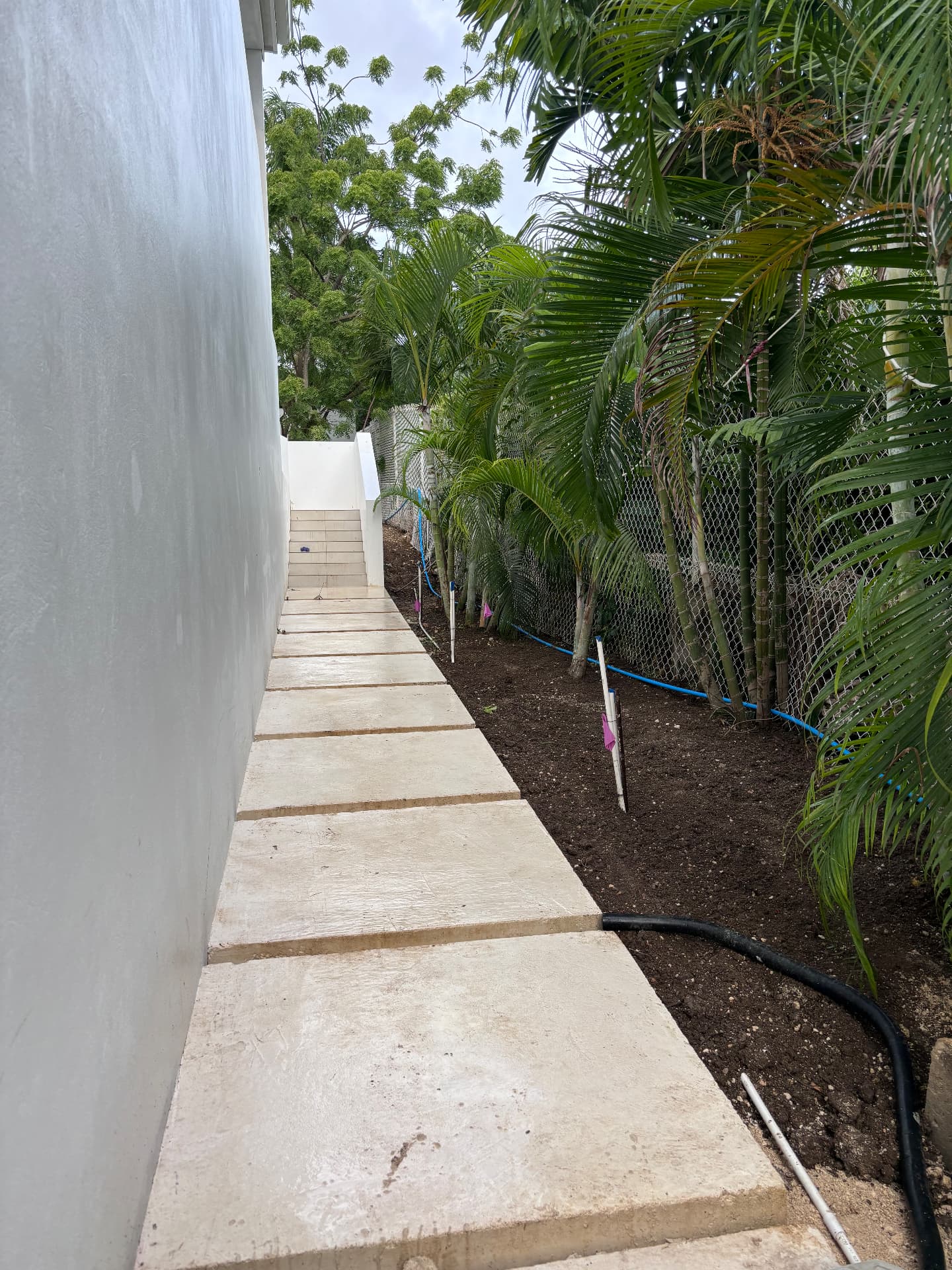 Coral stone stepping path beside newly planted areca palms
