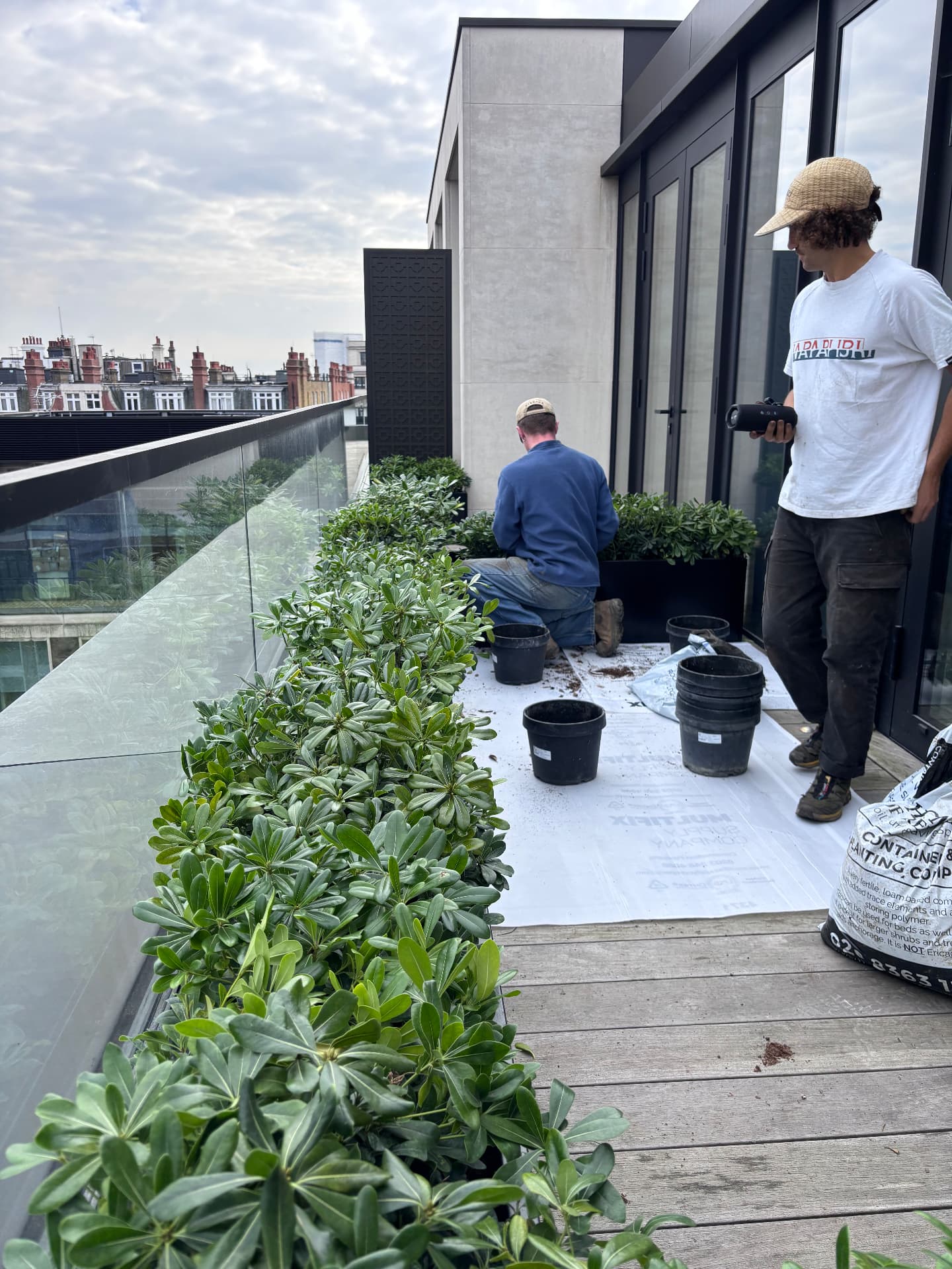Planting a rooftop terrace with pittosporum hedging above London rooftops