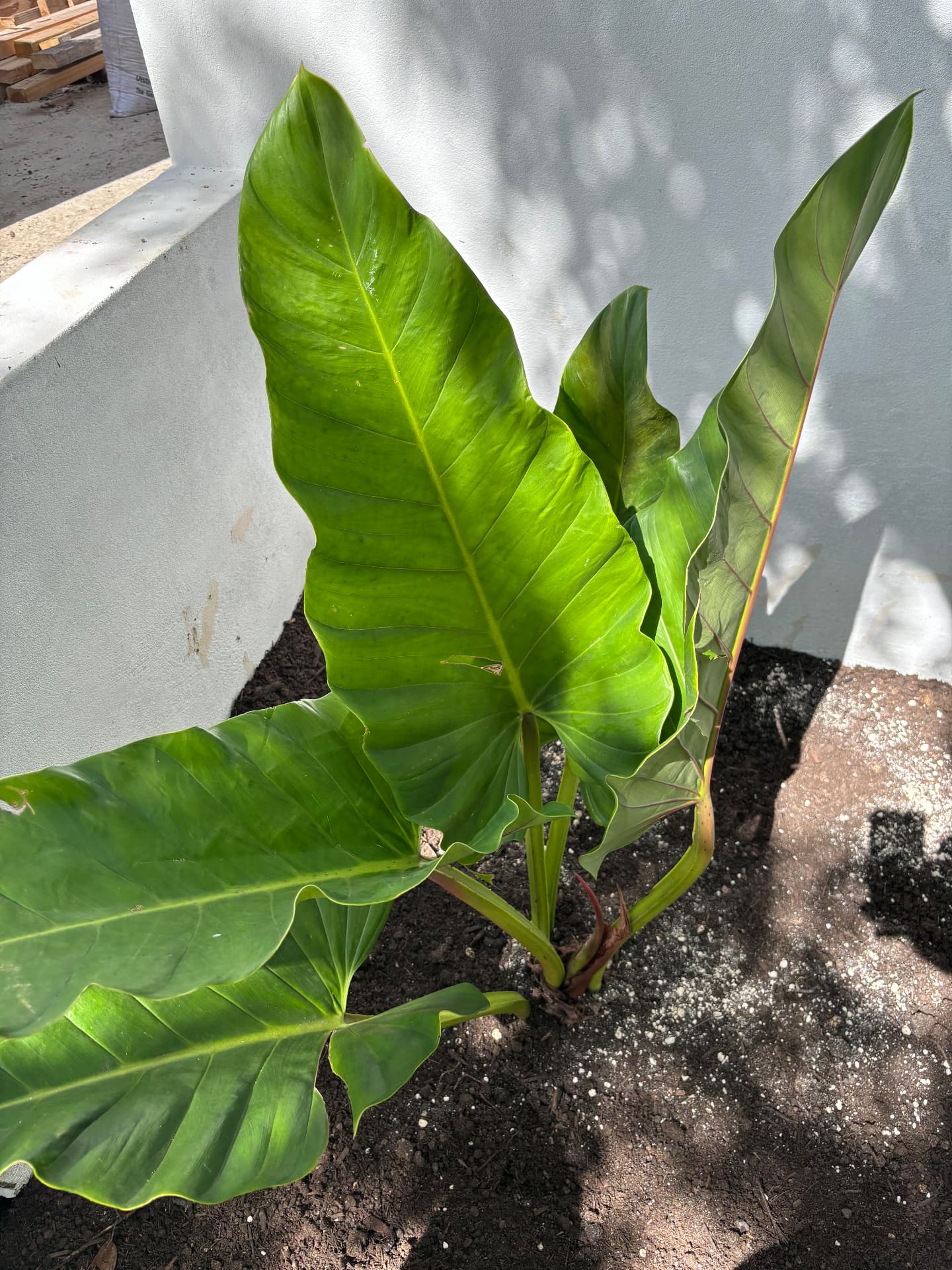 Freshly planted philodendron against a white rendered wall
