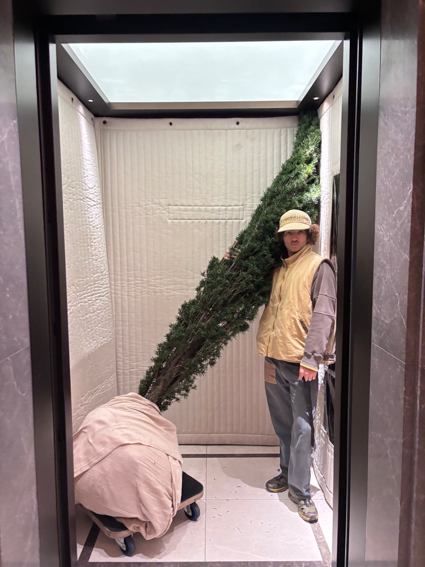 Carrying a large yew into a lift on the way to a rooftop garden