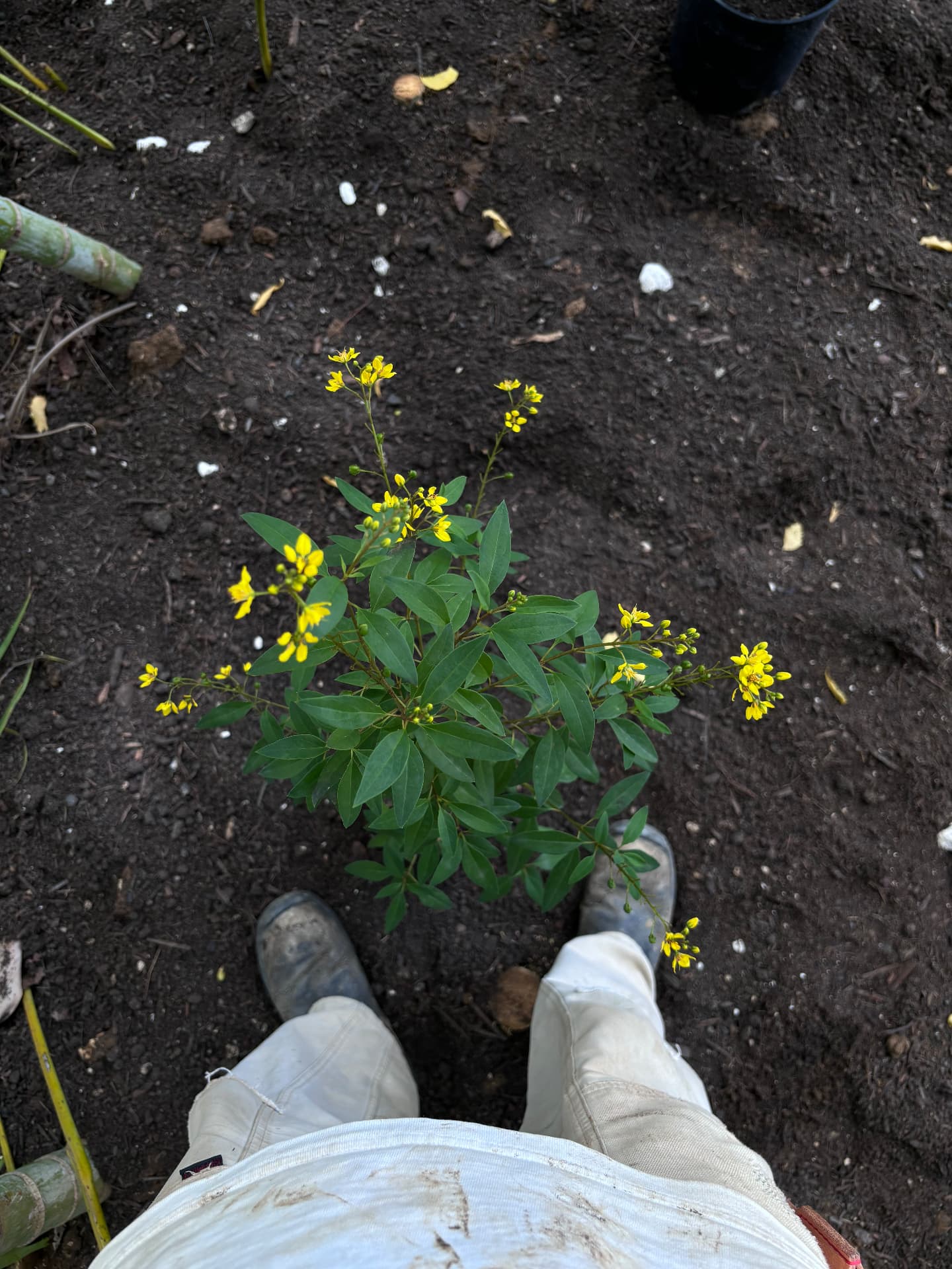 Yellow-flowered Galphimia held over prepared planting soil