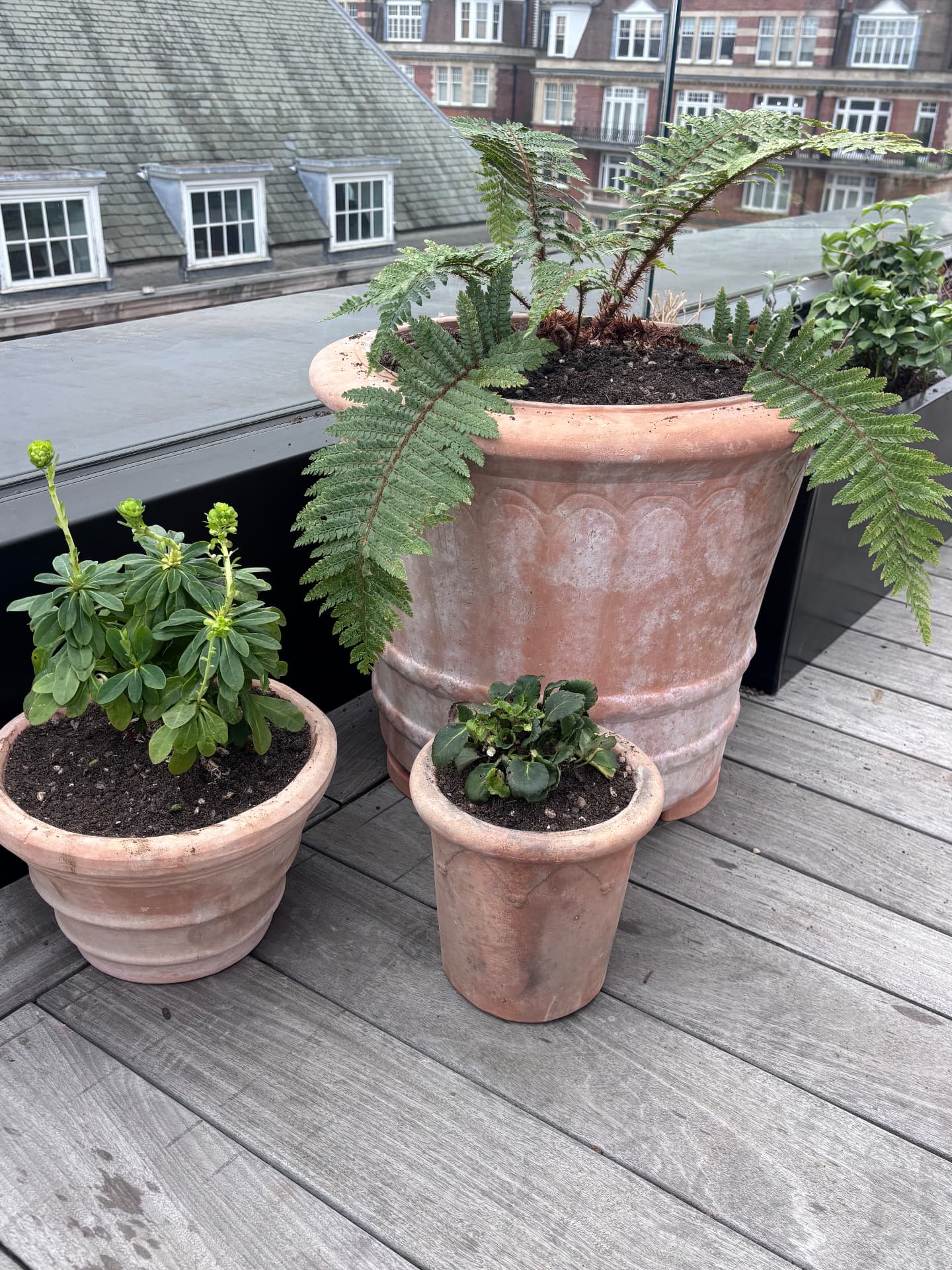 Terracotta pots planted with tree fern, euphorbia and hellebore on a roof terrace