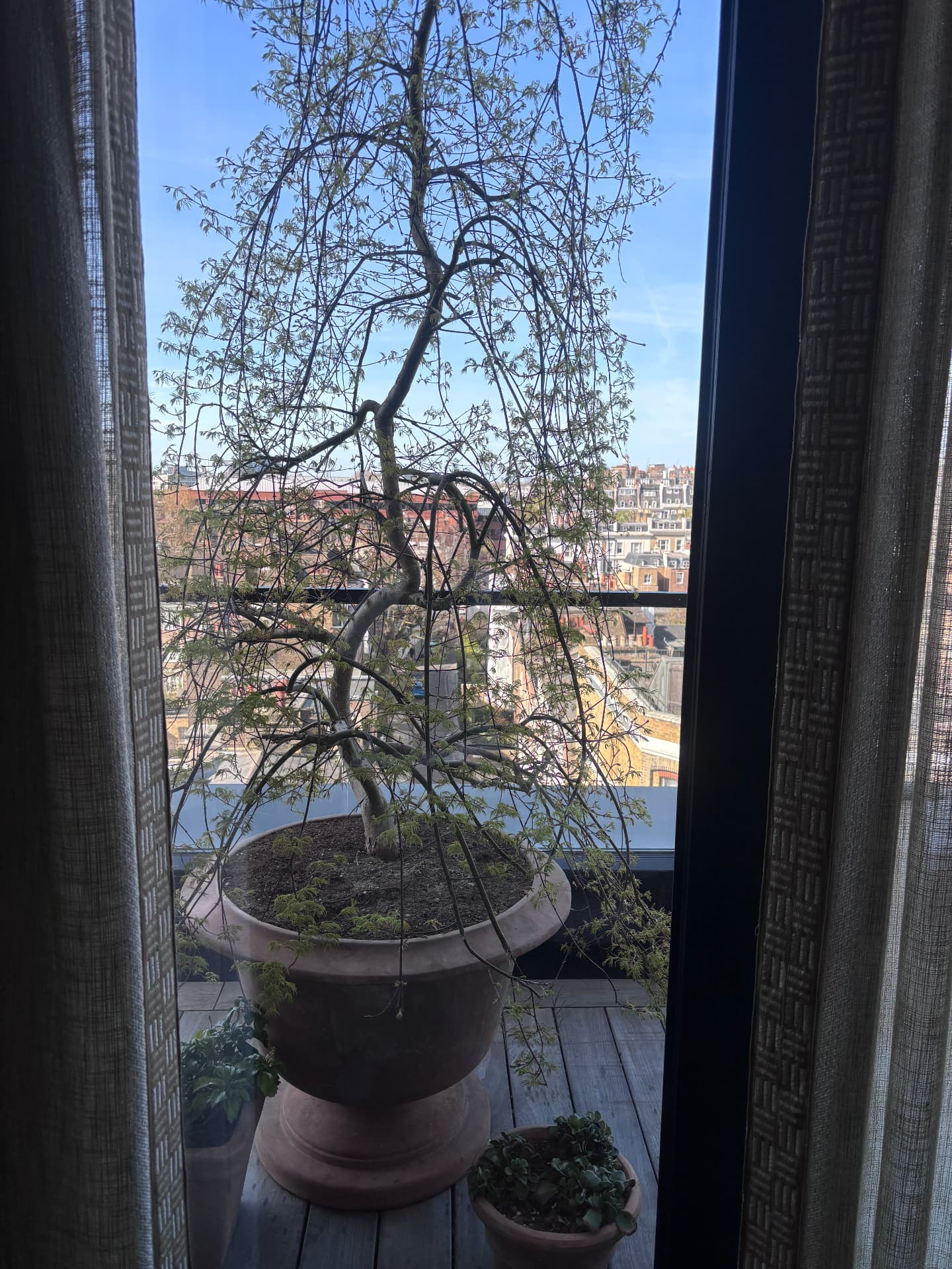 Weeping Japanese maple in a terracotta urn seen through terrace doors