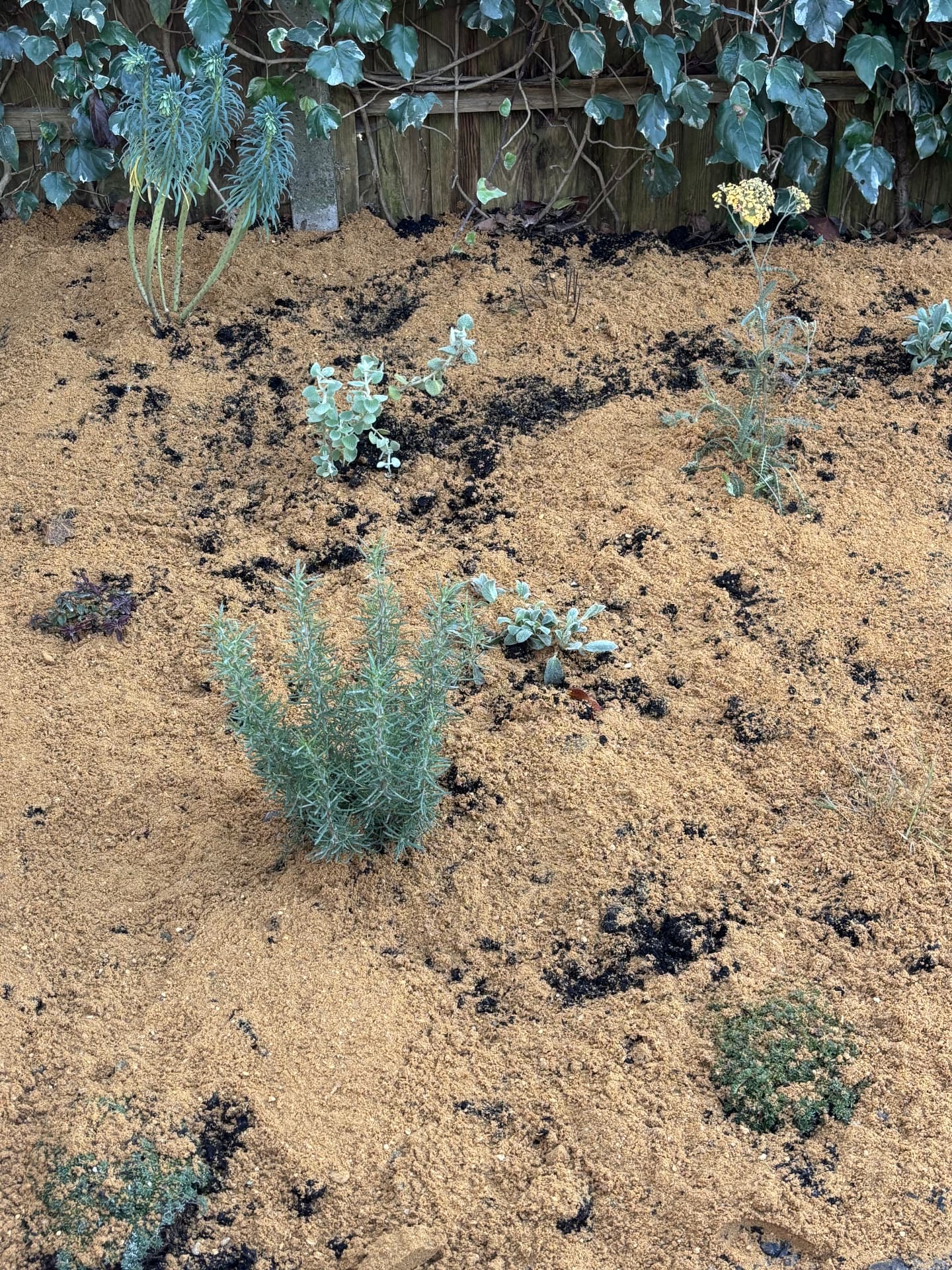 Rosemary, stachys and euphorbia establishing in a sand-mulched dry border
