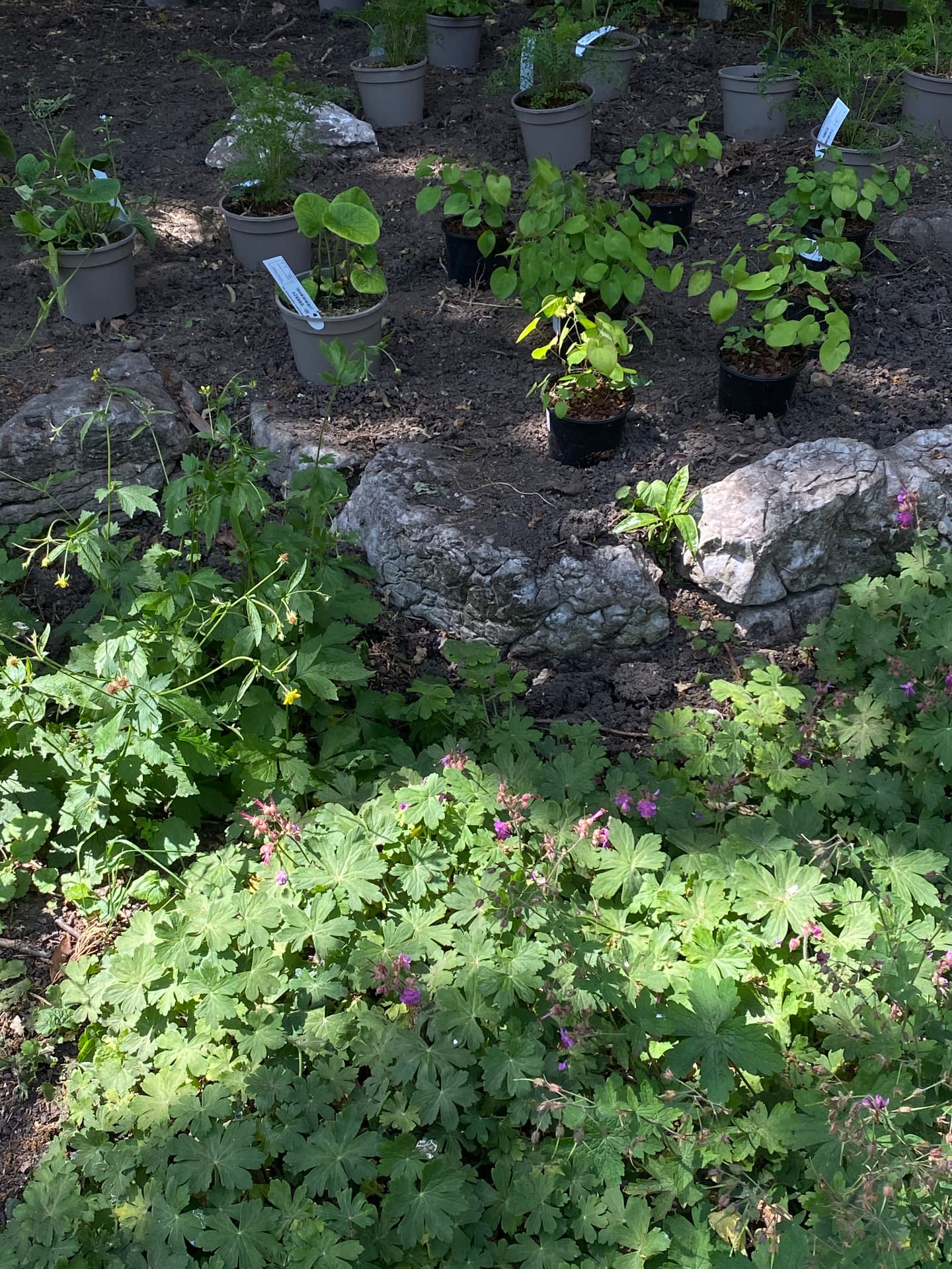 Potted perennials set out for planting among limestone rocks and geraniums